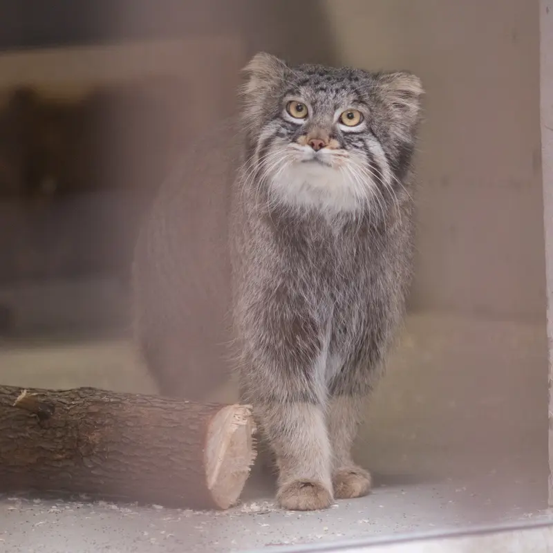 A photograph of Figa in Nogeyama Zoo