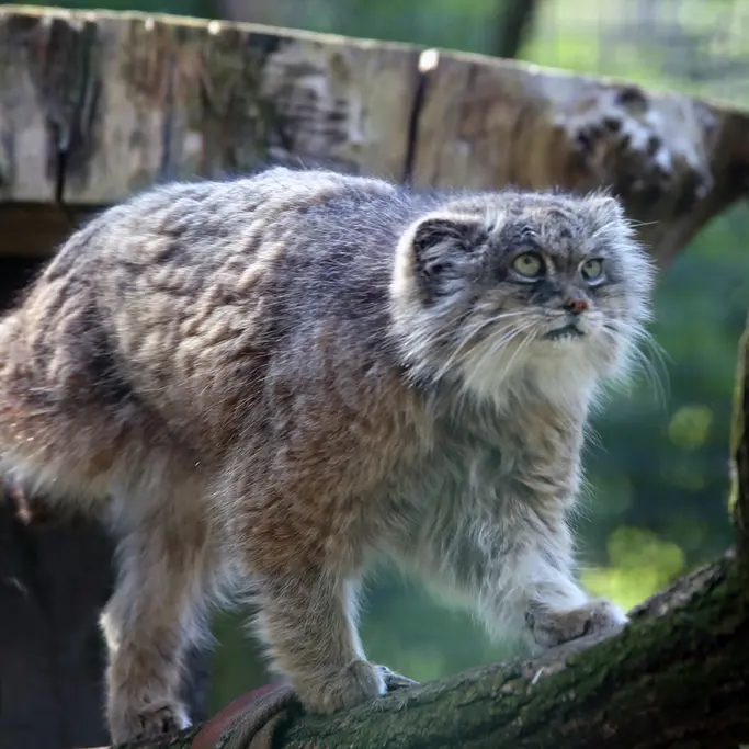 A photograph of Pazzo in Łódź Zoo