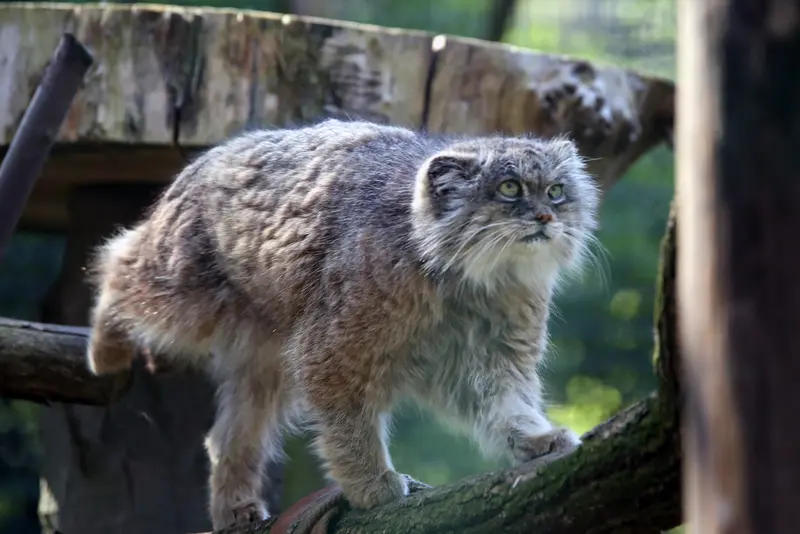A photograph of Pazzo in Łódź Zoo