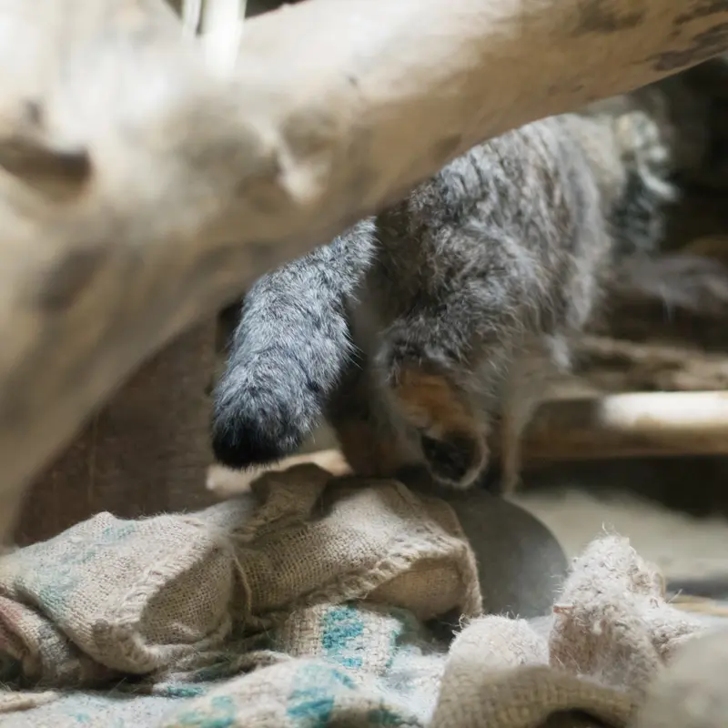 A photograph of Klyon in Ueno Zoological Gardens