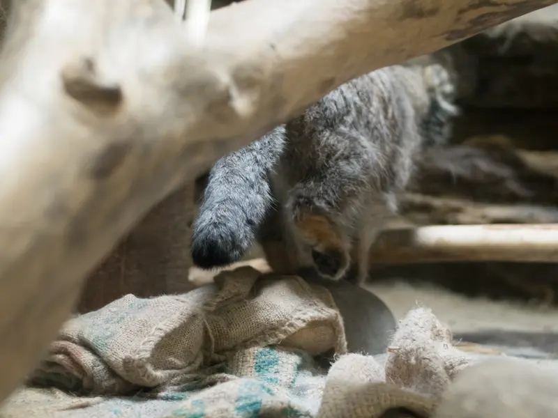 A photograph of Klyon in Ueno Zoological Gardens