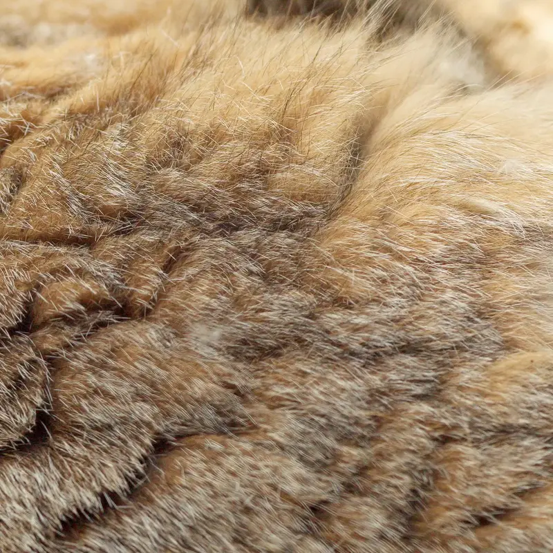 A photograph of a Pallas's cat in Novosibirsk Zoo