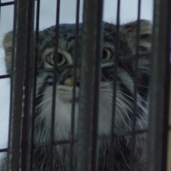 A photograph of Figa in Nogeyama Zoo