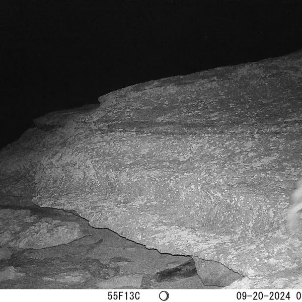 A photograph of Hare from Bektauata 1 camera trap