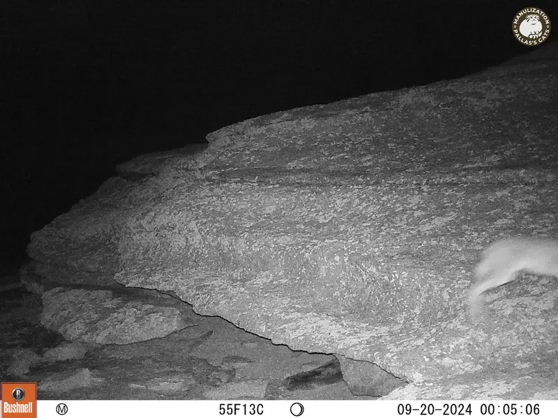 A photograph of Hare from Bektauata 1 camera trap