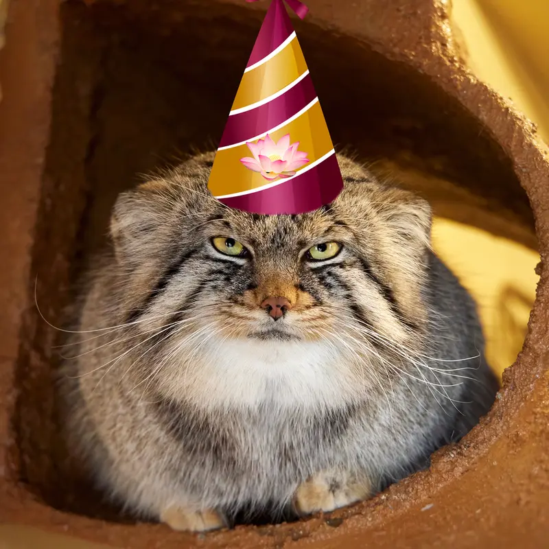 A photograph of a Pallas's cat