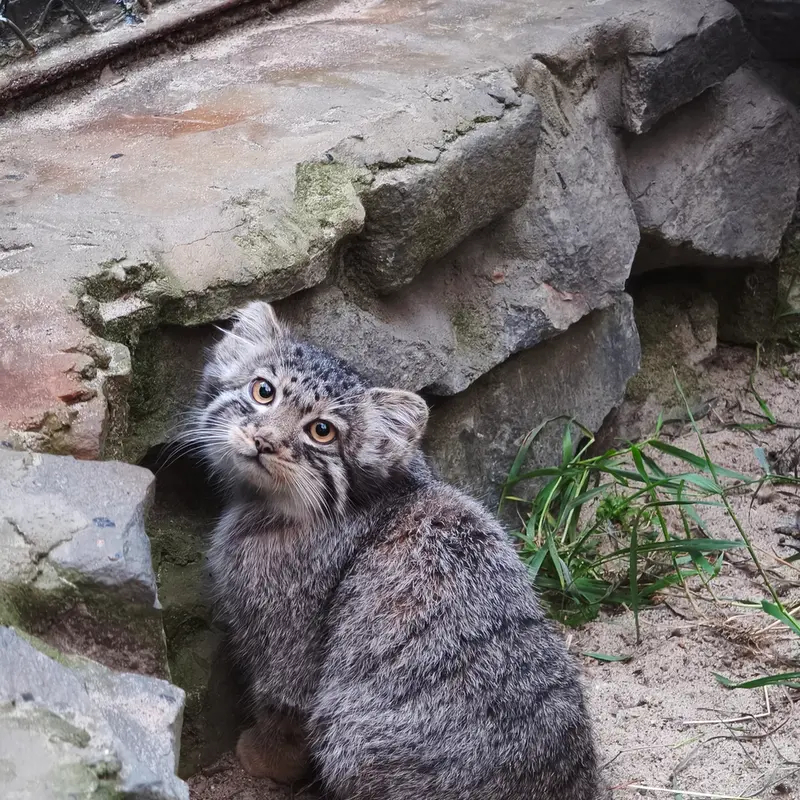 A photograph of Kitten of Eve b.2026  Ⅲ in Novosibirsk Zoo