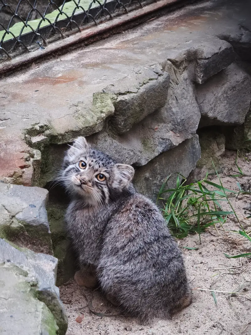 A photograph of Kitten of Eve b.2026  Ⅲ in Novosibirsk Zoo