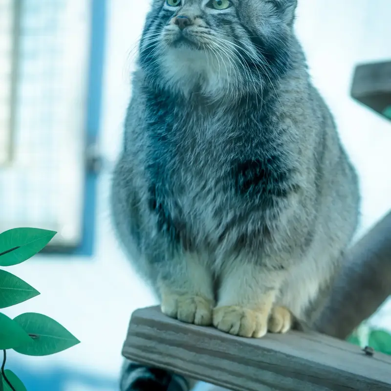 A photograph of Sun Sanlang in Qinghai-Tibet Plateau Wildlife Zoo