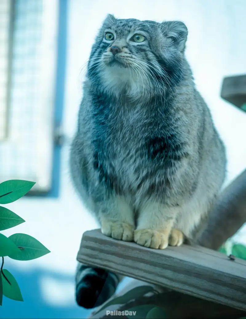 A photograph of Sun Sanlang in Qinghai-Tibet Plateau Wildlife Zoo