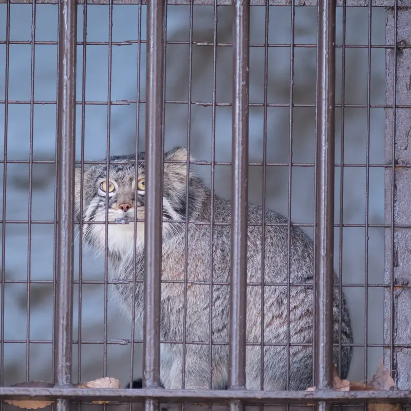 A photograph of Figa in Nogeyama Zoo