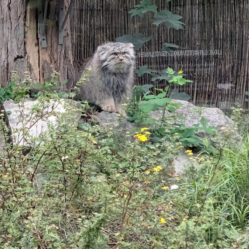 A photograph of Kubi in Wrocław Zoo