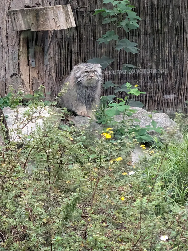 A photograph of Kubi in Wrocław Zoo