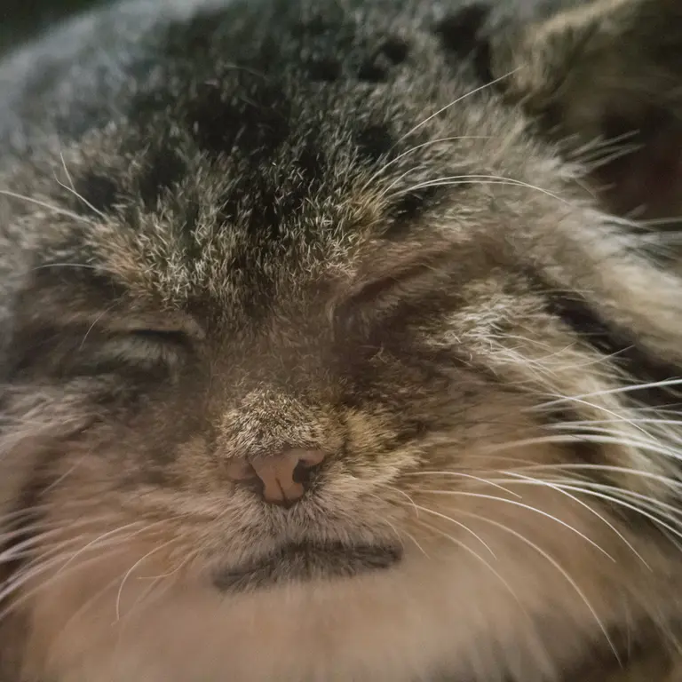 A photograph of Primula in Ueno Zoological Gardens