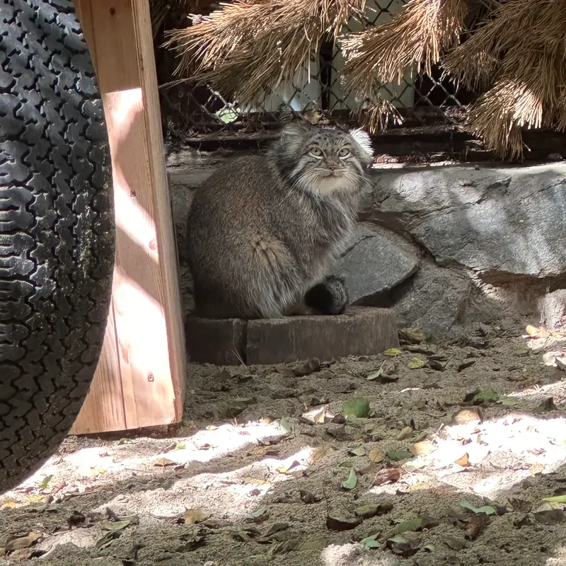 A photograph of Snezhinka in Novosibirsk Zoo