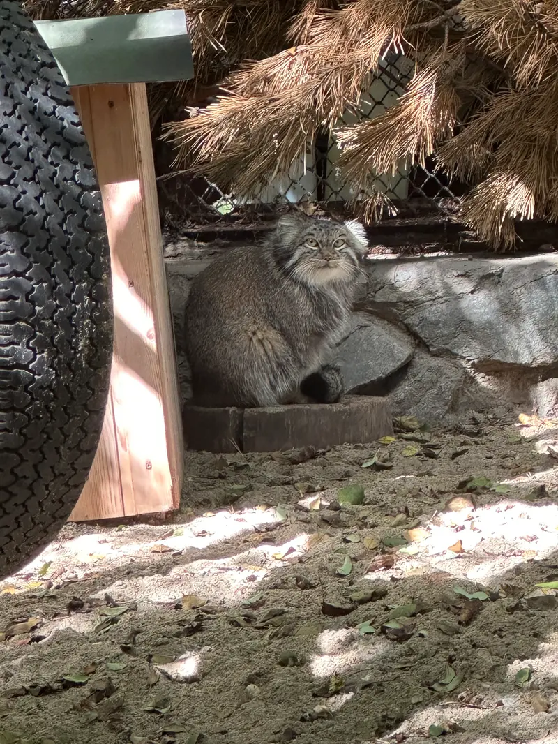 A photograph of Snezhinka in Novosibirsk Zoo
