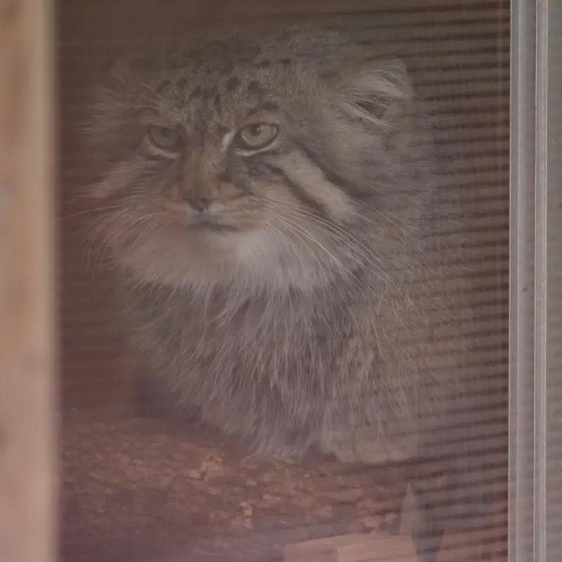 A photograph of Lotos in Saitama Children's Zoo