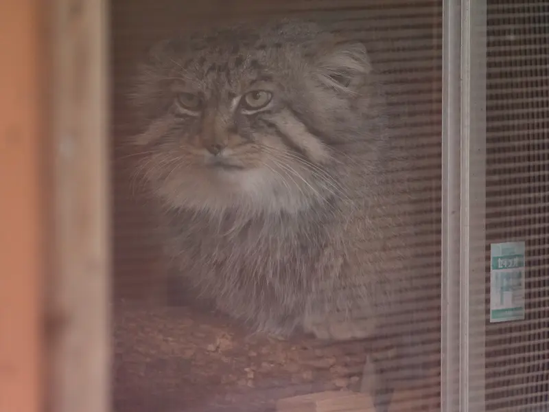 A photograph of Lotos in Saitama Children's Zoo