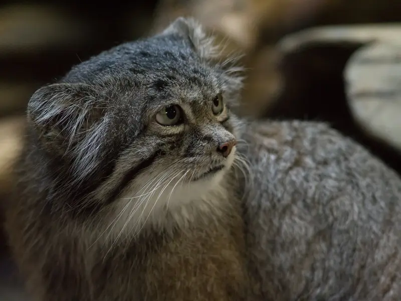 A photograph of Klyon in Ueno Zoological Gardens