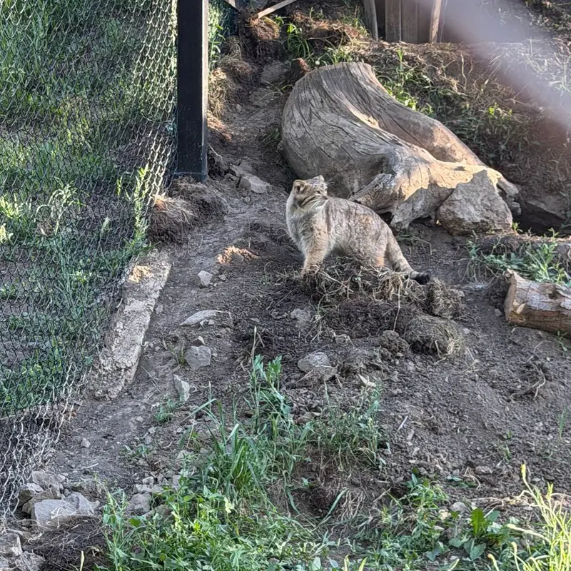 A photograph of Manó in Yerevan Zoo