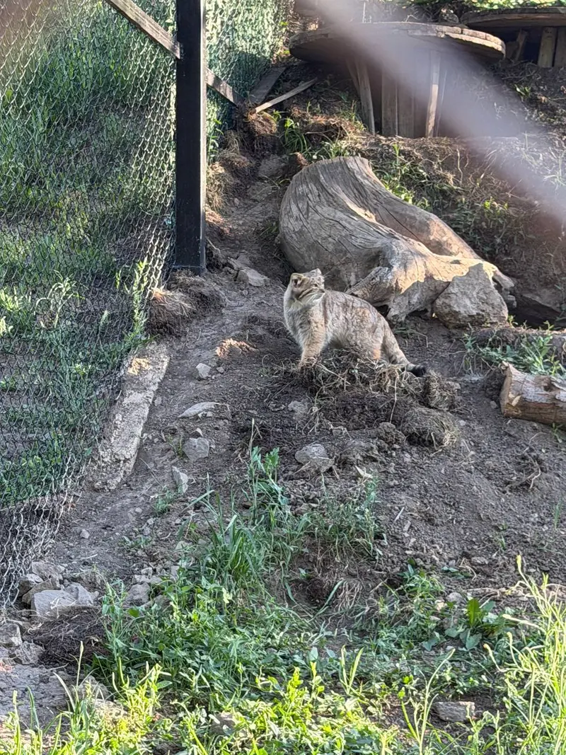 A photograph of Manó in Yerevan Zoo