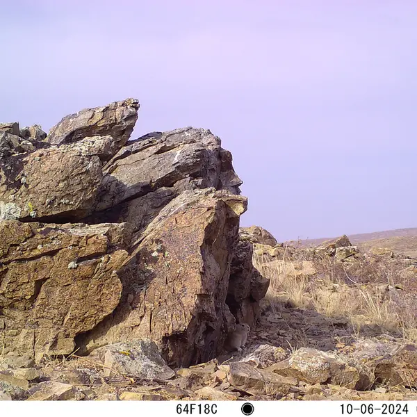 A photograph of Pika from Karashoky camera trap