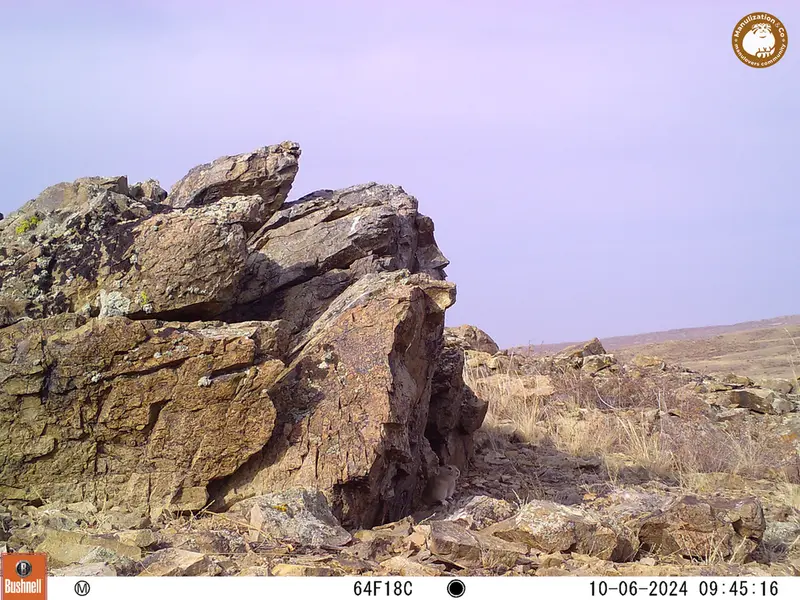 A photograph of Pika from Karashoky camera trap