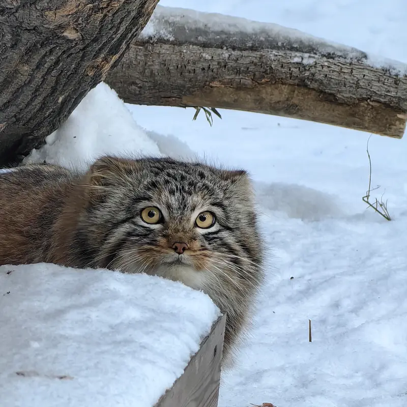 A photograph of Son of Snezhinka b.2025 Ⅲ in Novosibirsk Zoo