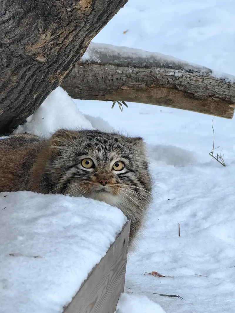 A photograph of Son of Snezhinka b.2025 Ⅲ in Novosibirsk Zoo