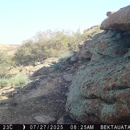 A photograph of Kazakh pika from Bektauata 2 camera trap