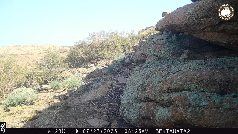 A photograph of Kazakh pika from Bektauata 2 camera trap