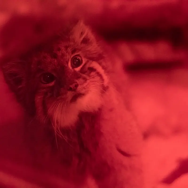 A photograph of Naim in Ueno Zoological Gardens
