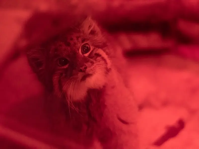 A photograph of Naim in Ueno Zoological Gardens