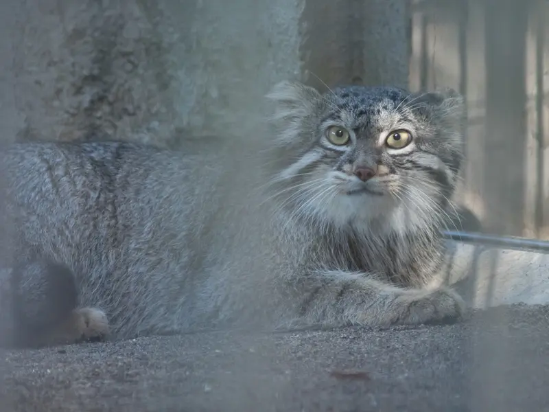 A photograph of Figa in Nogeyama Zoo