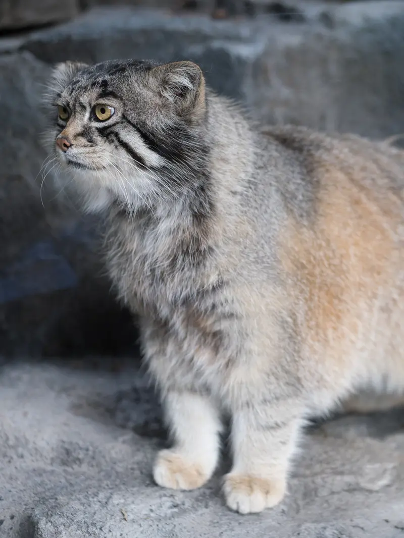 A photograph of Grusha in Asahiyama Zoo