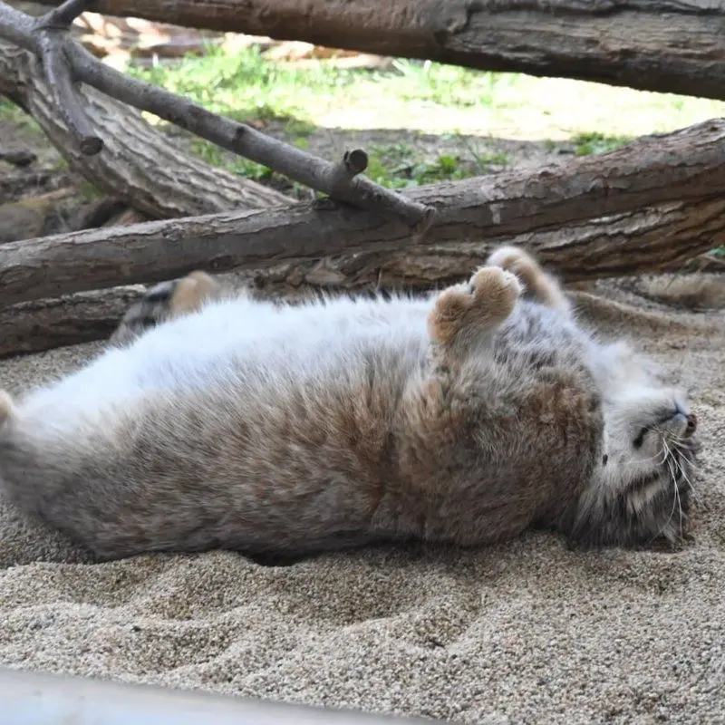 A photograph of Sun Simiao in Qinghai-Tibet Plateau Wildlife Zoo