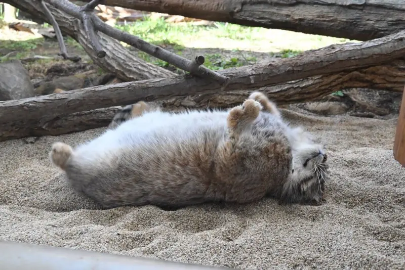 A photograph of Sun Simiao in Qinghai-Tibet Plateau Wildlife Zoo