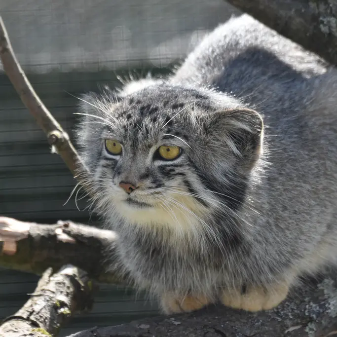 A photograph of a Pallas's cat