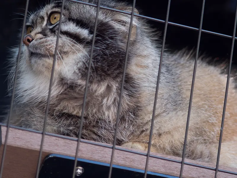 A photograph of Grusha in Asahiyama Zoo