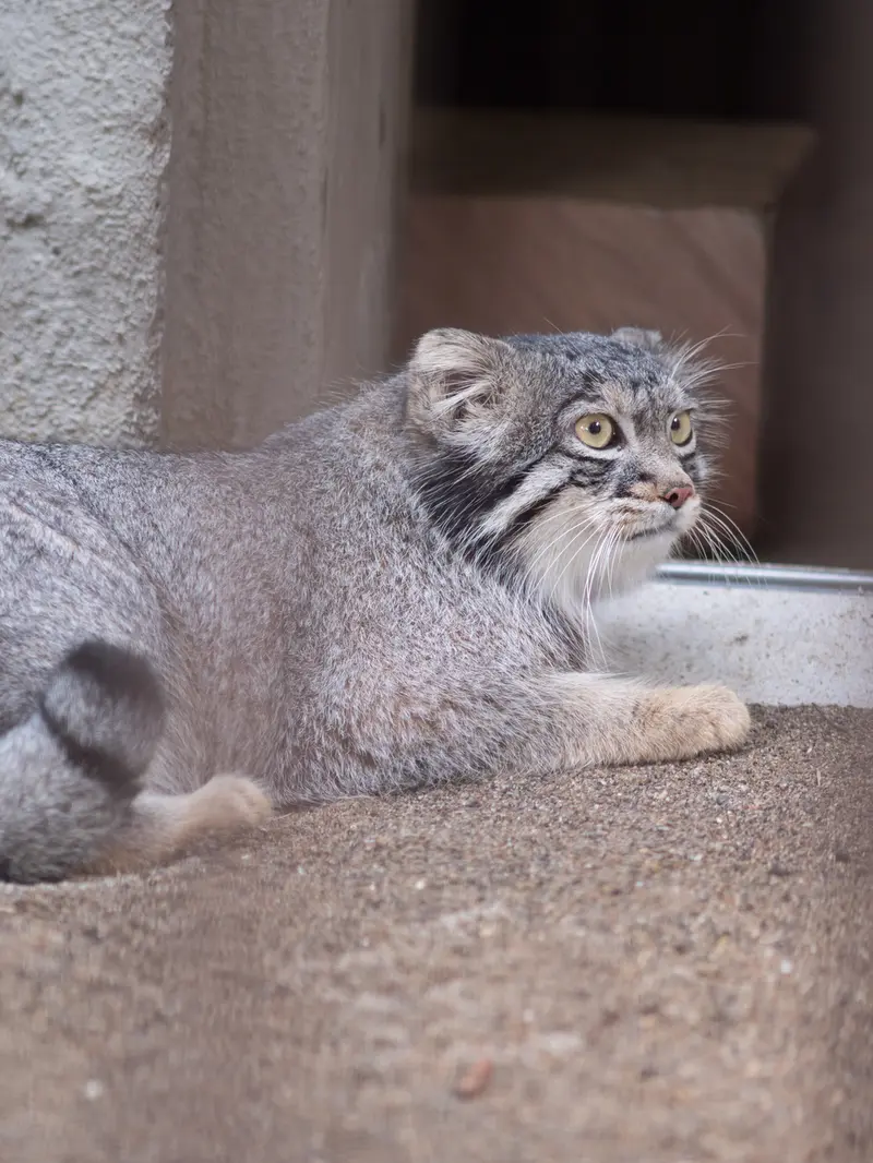 A photograph of Figa in Nogeyama Zoo