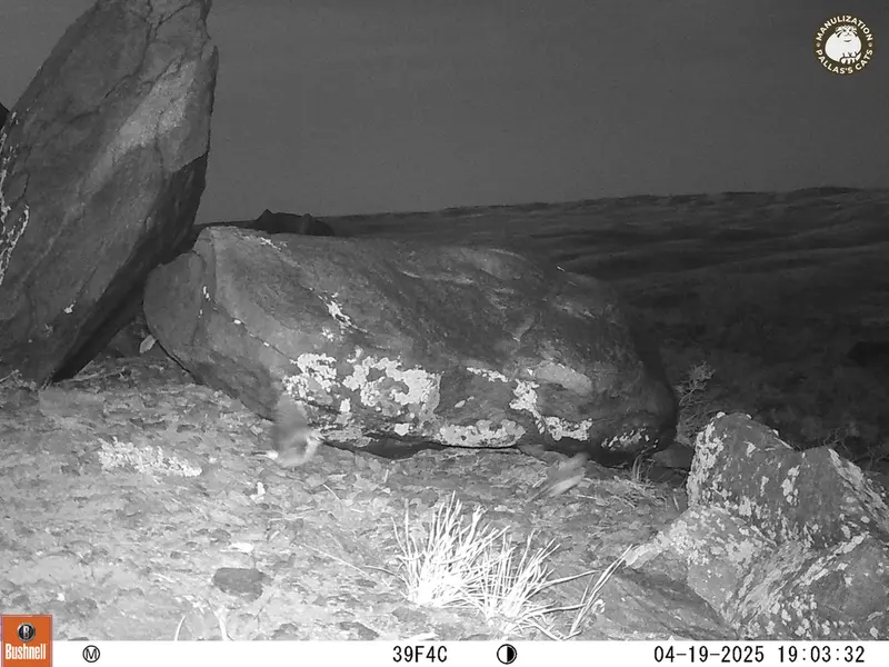 A photograph of a Pallas&#039;s cat from Koshkar camera trap