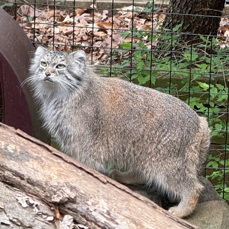 A photograph of Ceba in Smithsonian's National Zoo