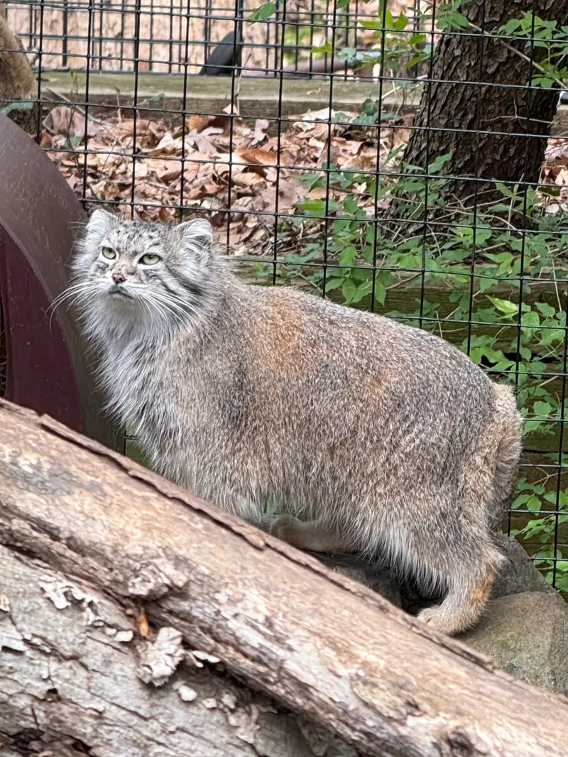 A photograph of Ceba in Smithsonian's National Zoo