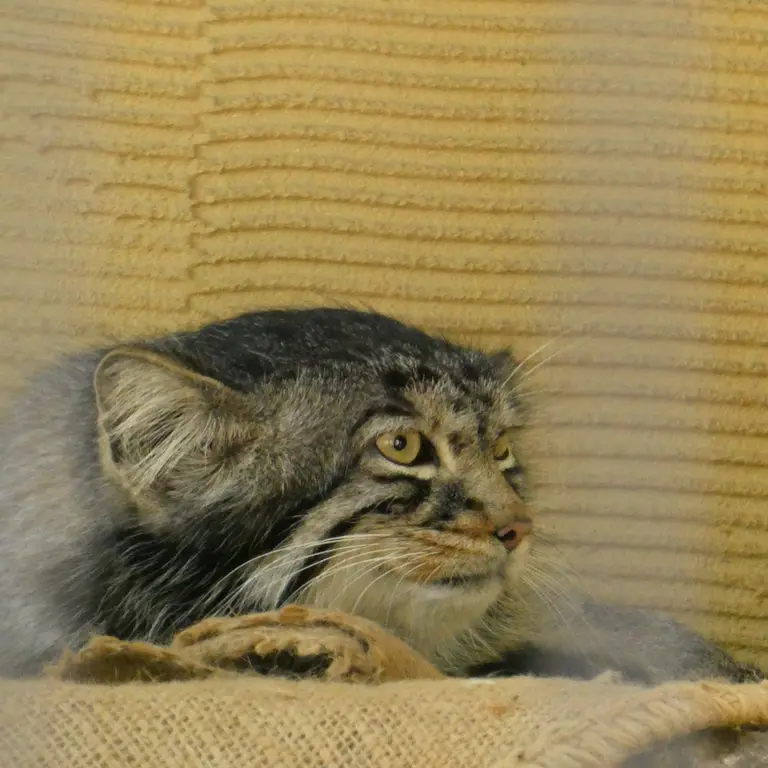 A photograph of Hide in Asahiyama Zoo
