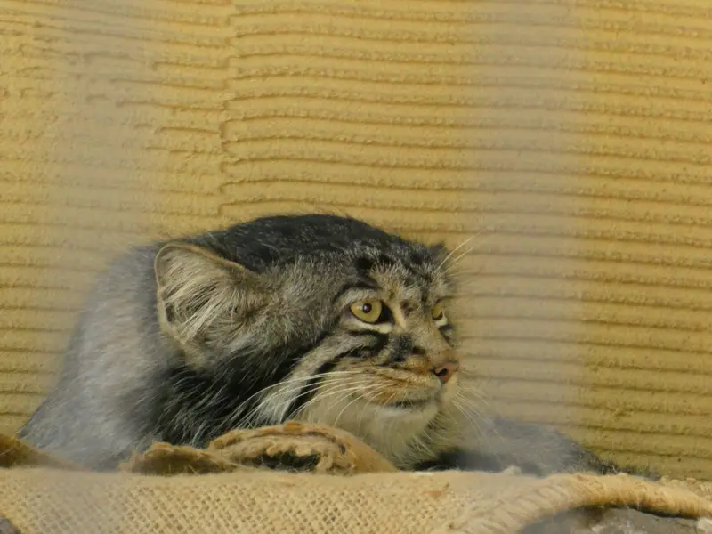 A photograph of Hide in Asahiyama Zoo