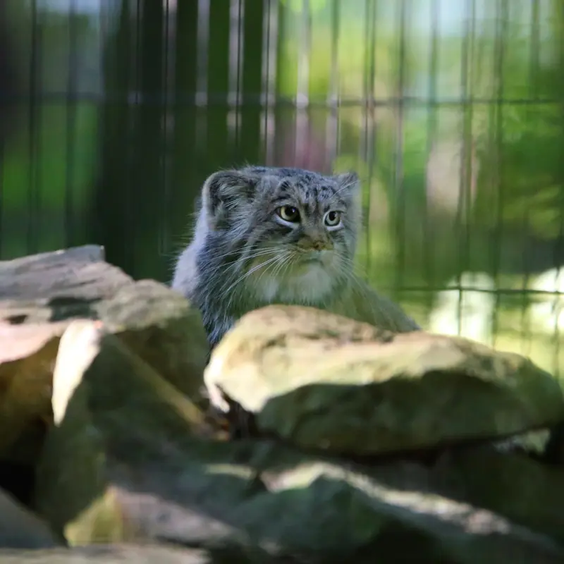 A photograph of Tsas in Kraków Zoo