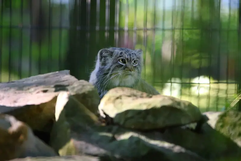 A photograph of Tsas in Kraków Zoo