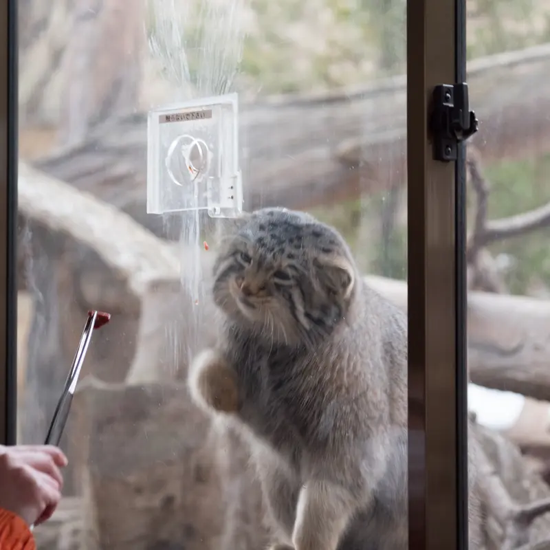 A photograph of Nagomu in Nasu Animal Kingdom