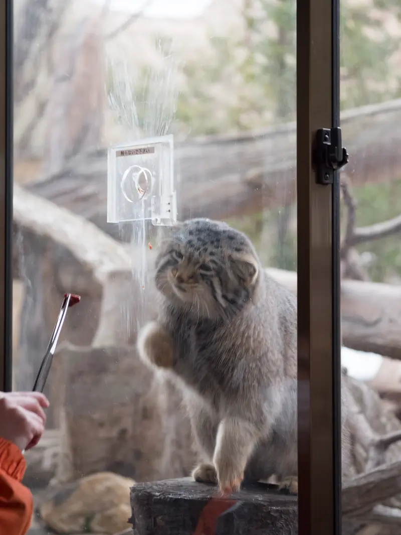 A photograph of Nagomu in Nasu Animal Kingdom