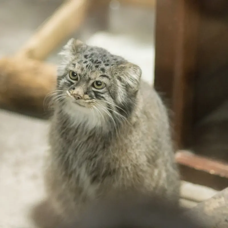 A photograph of Shafran in Ueno Zoological Gardens